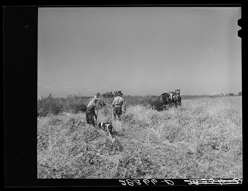 [Untitled photo, possibly related to: Haying scene on the farm on FSA (Farm Security Administration) borrower Andy Bahain…