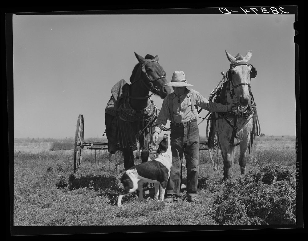 Andy Bahain, FSA (Farm Security Administration) borrower, on his farm near Kersey, Colorado. Sourced from the Library of…