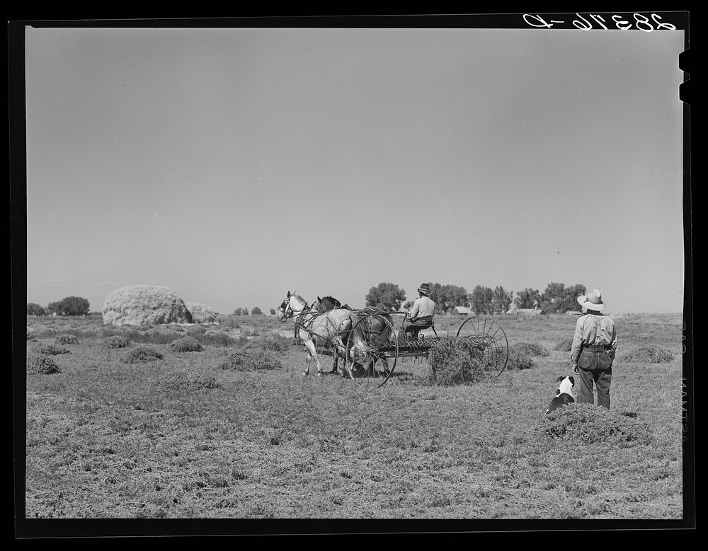 [Untitled photo, possibly related to: Haying scene on the farm on FSA (Farm Security Administration) borrower Andy Bahain…
