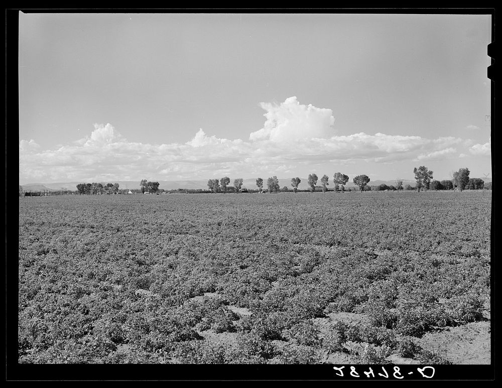 Potato field. Rio Grande County, Colorado. Sourced from the Library of Congress.