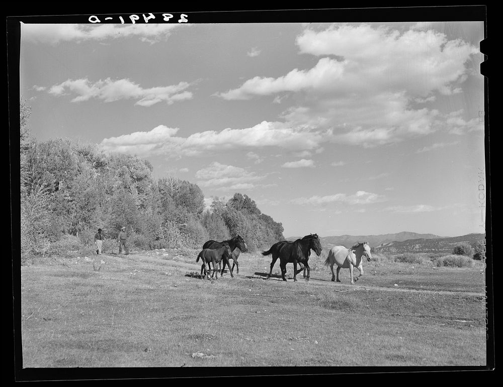 Horses on the farm of Ellsworth Painter, rehabilitation client. Chaffee County, Colorado. Sourced from the Library of…