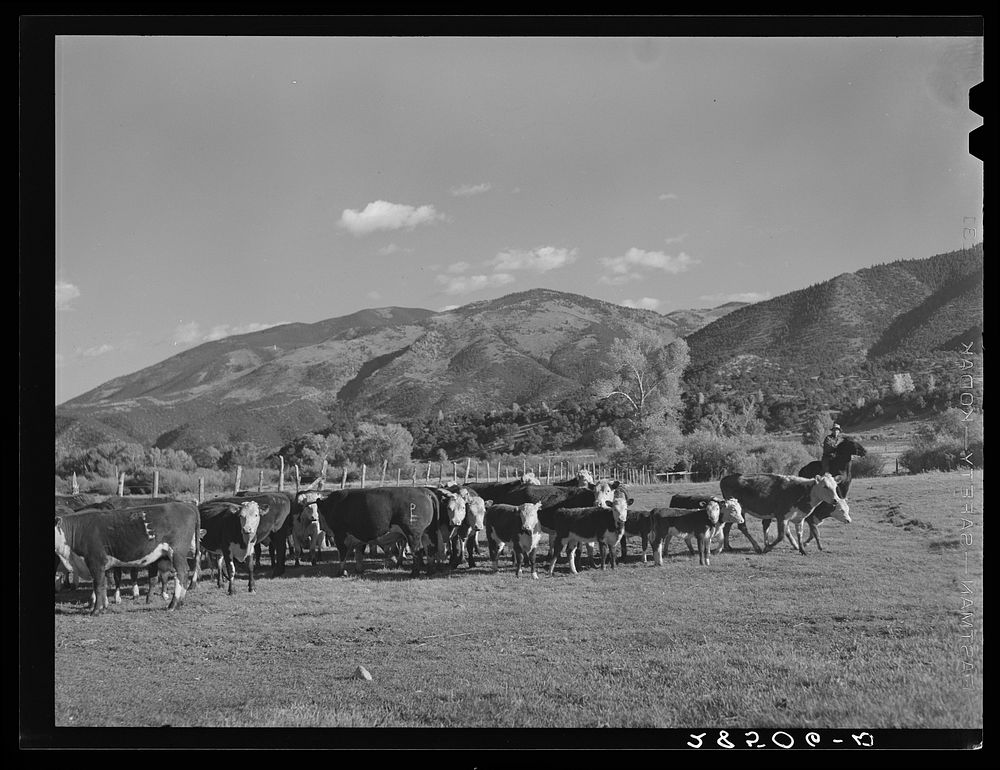 Cattle on the farm of Ellsworth Painter, FSA (Farm Security Administration) client. Chaffee County, Colorado. Sourced from…