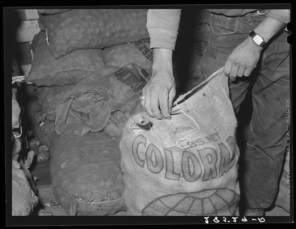 Sewing a sack of potatoes. Monte Vista, Colorado. Sourced from the Library of Congress.