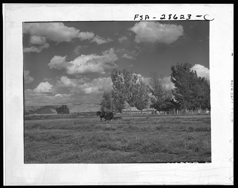 Carl Higgins, tenant purchase borrower, haying on farm. Mesa County, Colorado. Sourced from the Library of Congress.