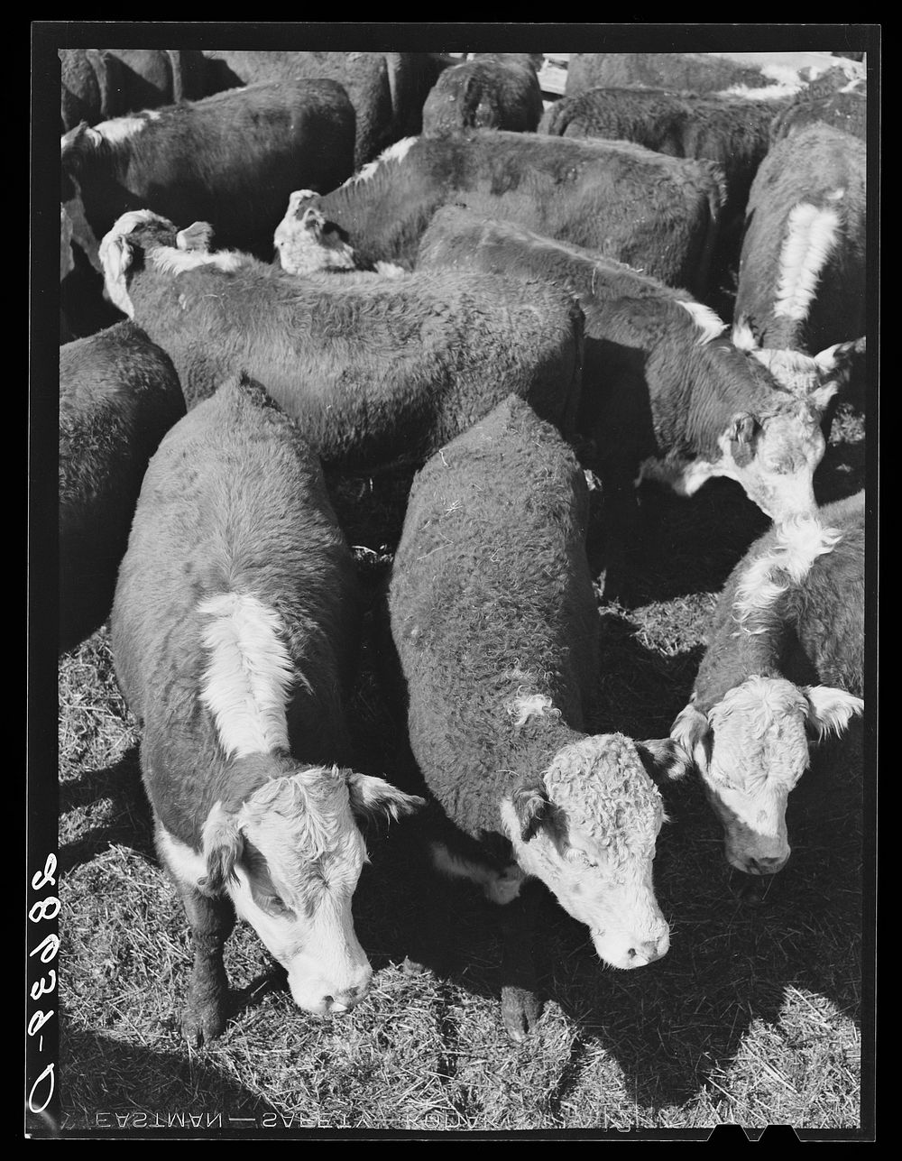 Steers. Stockyards, Denver, Colorado. Sourced | Free Photo - rawpixel