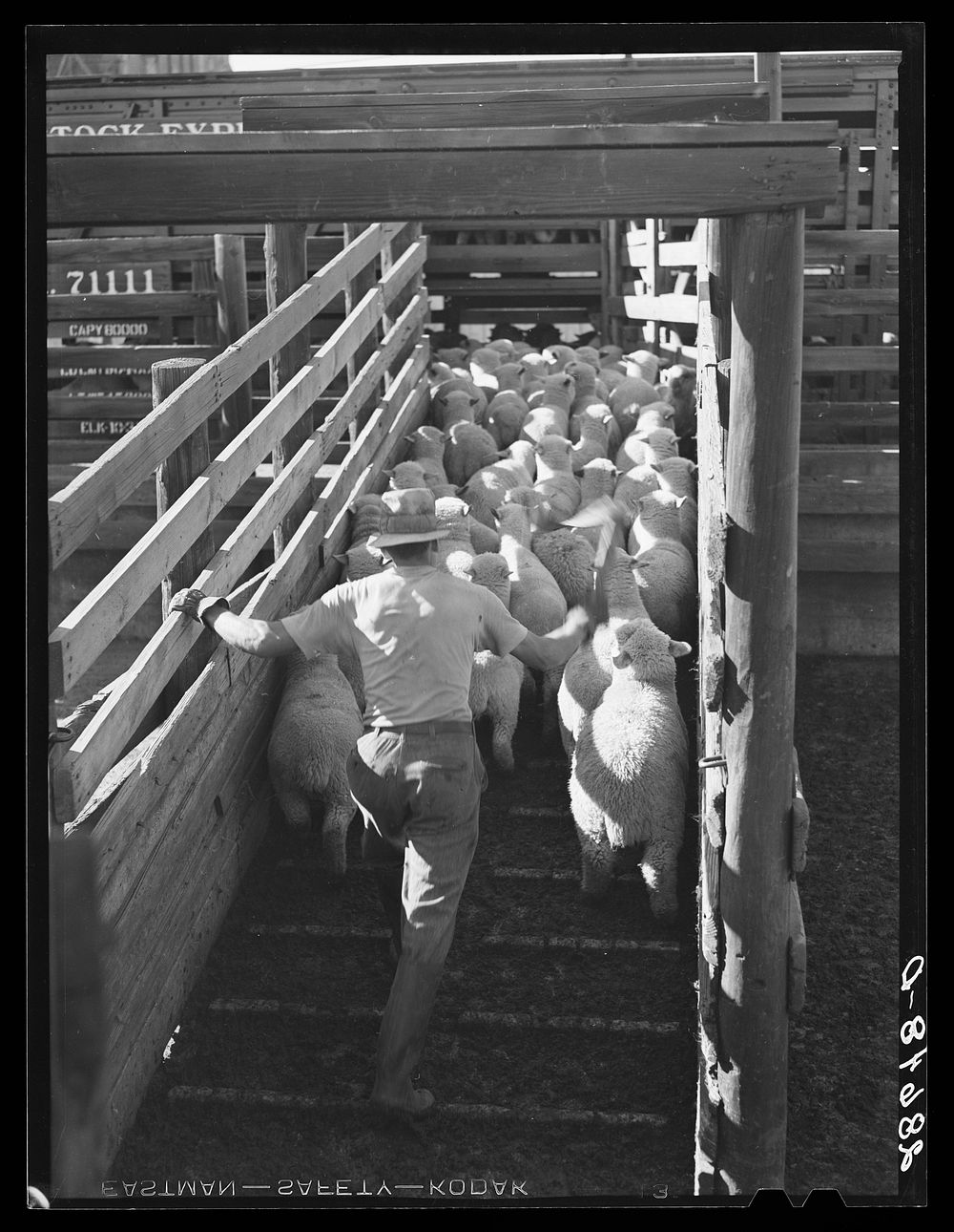 [Untitled photo, possibly related to: Driving sheep into stockcars for shipment to eastern packing plant. Stockyards…