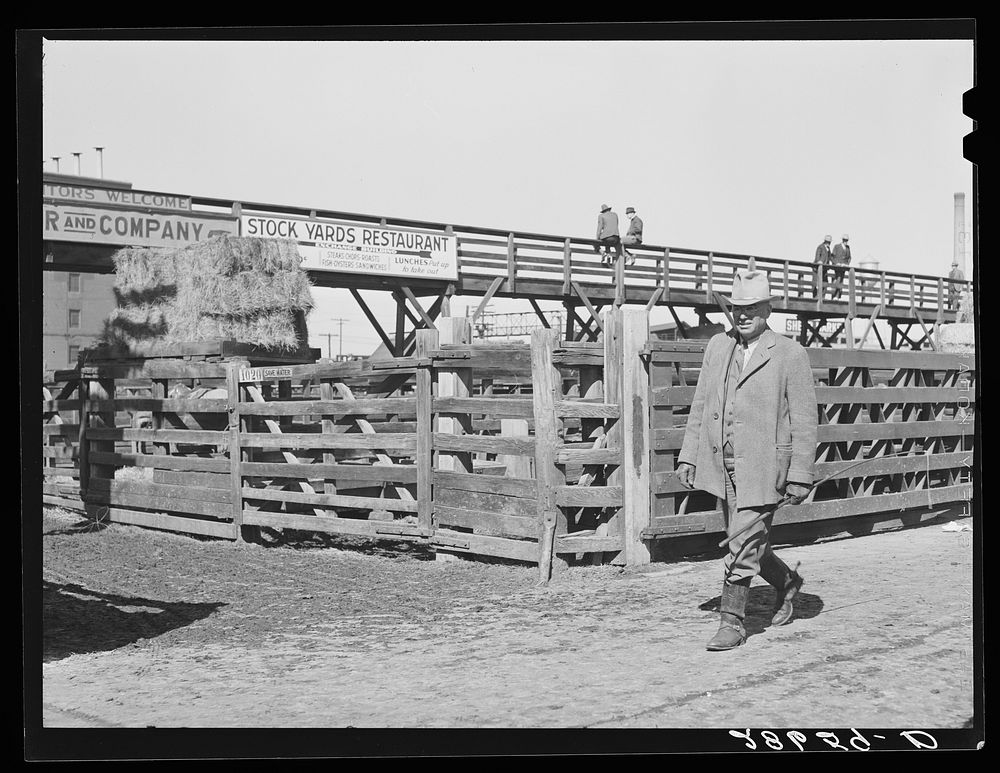 Cattlebuyer at stockyards. Denver, Colorado. Sourced from the Library of Congress.
