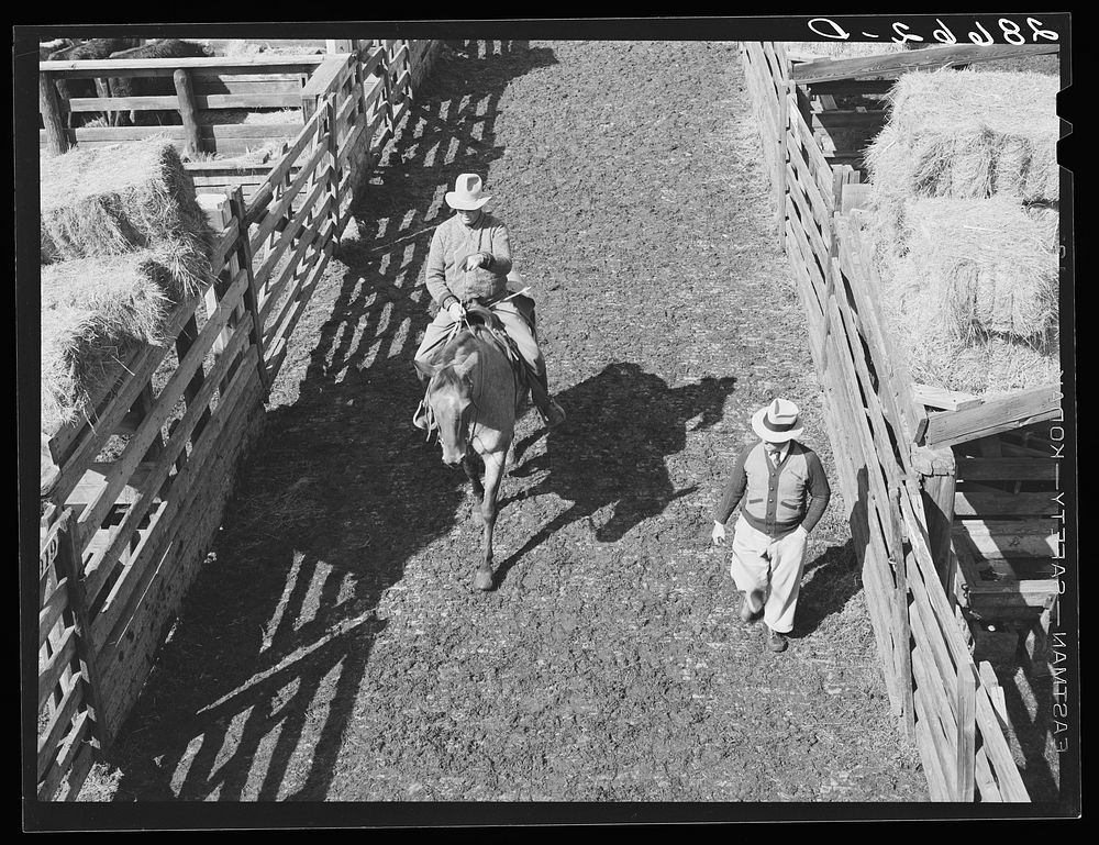 Cattle buyers. Stockyards, Denver, Colorado. Sourced from the Library of Congress.