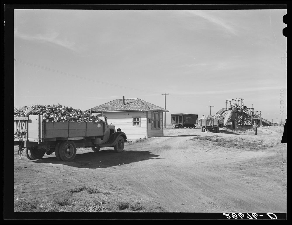 Farmer's truck driving into scale house at sugar beet dump. Adams County, Colorado. Sourced from the Library of Congress.