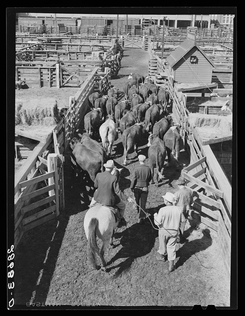 Driving cattle. Stockyards, Denver, Colorado. Sourced from the Library of Congress.