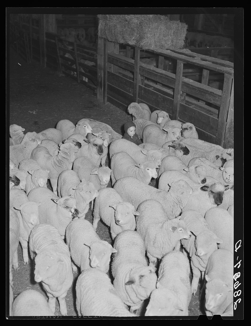 Rancher's son herding sheep. Stockyard, Denver, Colorado. Sourced from the Library of Congress.