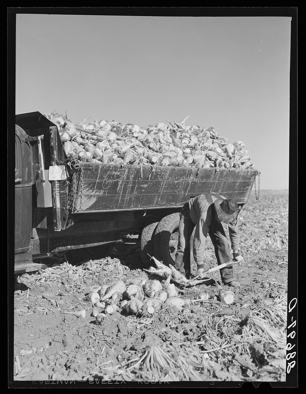 Loading topped sugar beets into truck. Adams County, Colorado. Sourced from the Library of Congress.