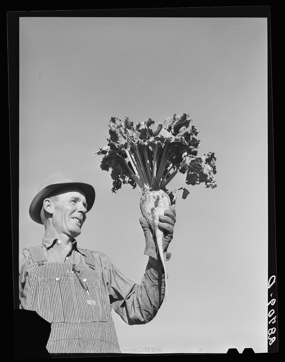 August Ehlen, farmer, with sugar beet. Adams County, Colorado. Sourced from the Library of Congress.