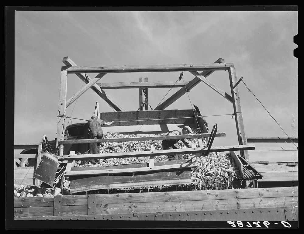 Unloading sugar beets into freight cars. Adams County, Colorado. Sourced from the Library of Congress.