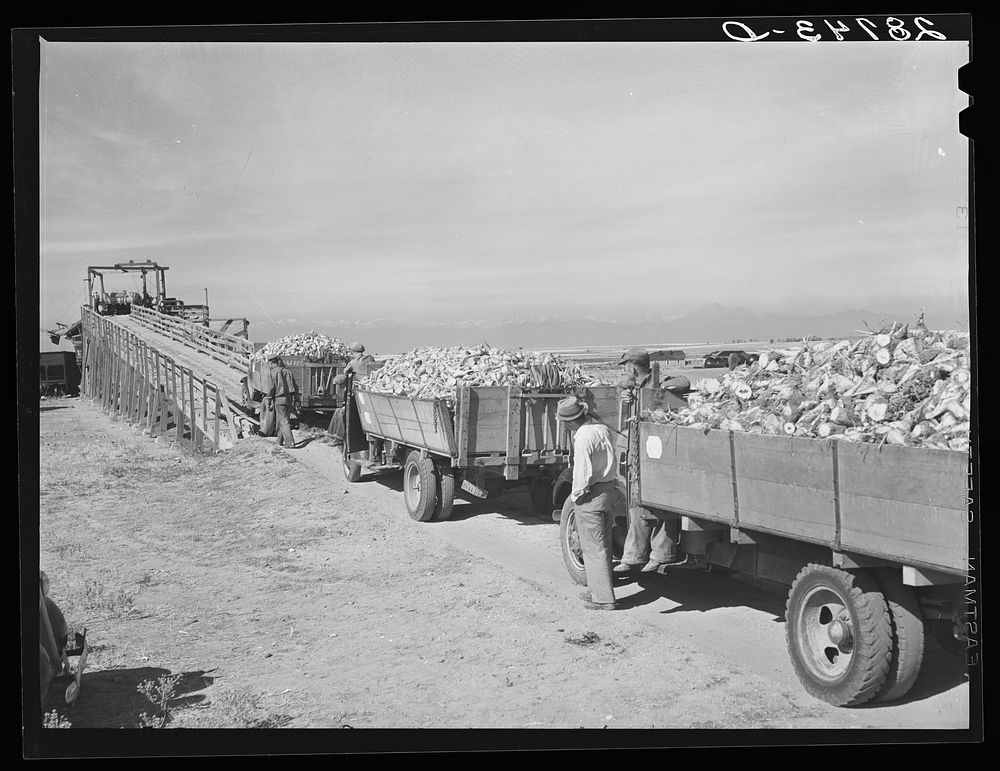 Farmers waiting at sugar beet dump. Adams County, Colorado. Sourced from the Library of Congress.