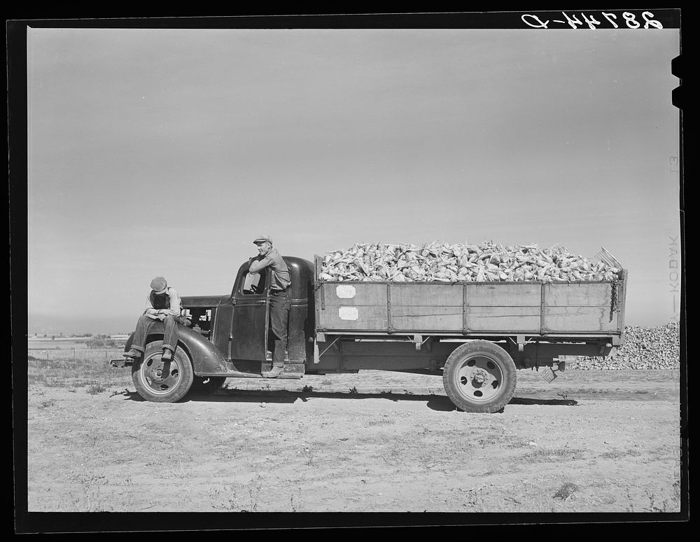 Farmers with load of sugar beets waiting at sugar beet dump. Adams County, Colorado. Sourced from the Library of Congress.