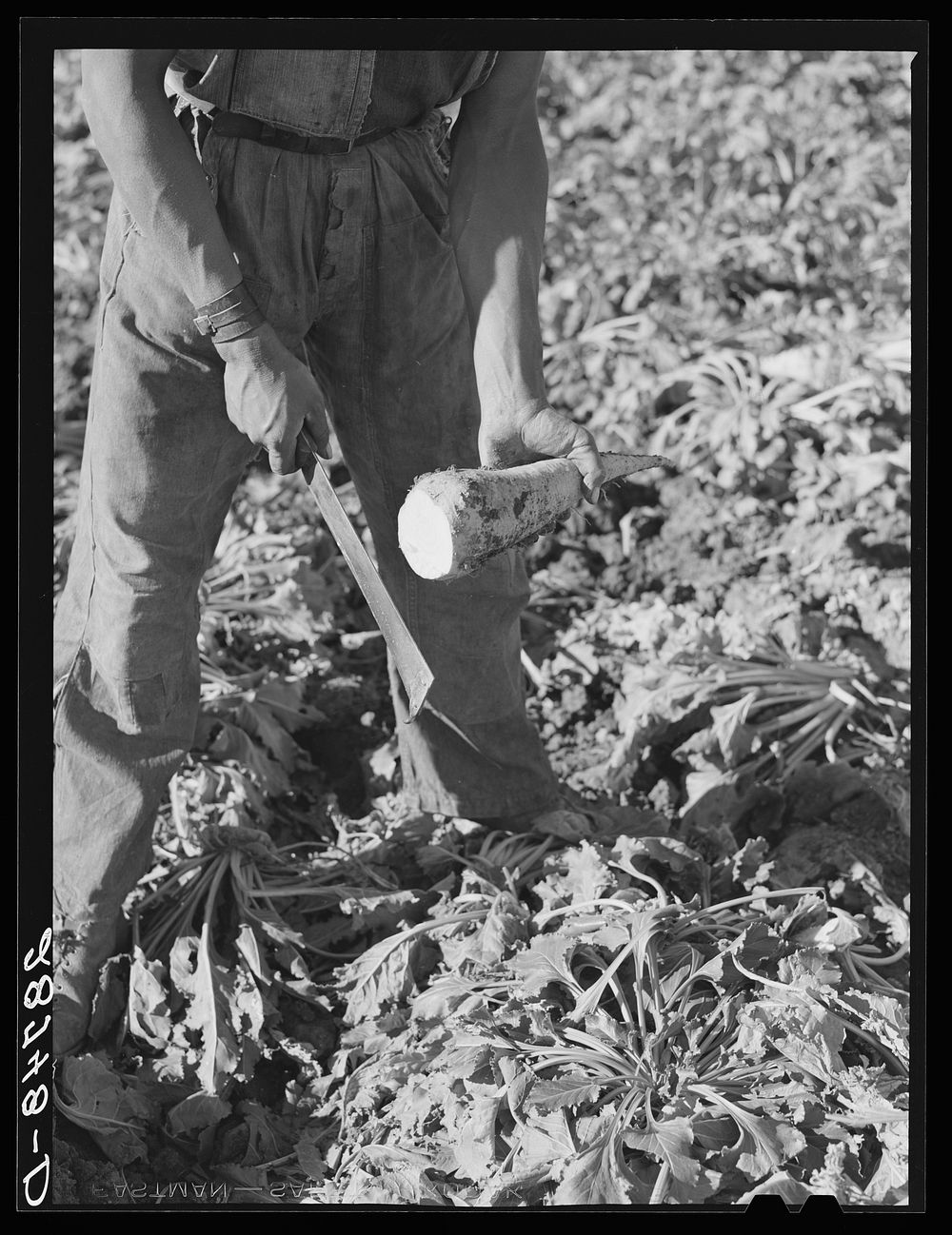 Sugar beet after topping. Adams County, Colorado. Sourced from the Library of Congress.
