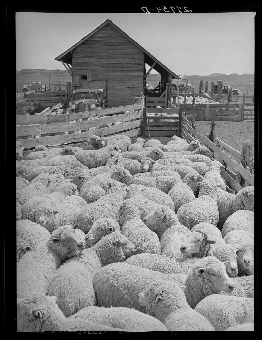 Sheep ready shearing. Rosebud County, Free Photo rawpixel