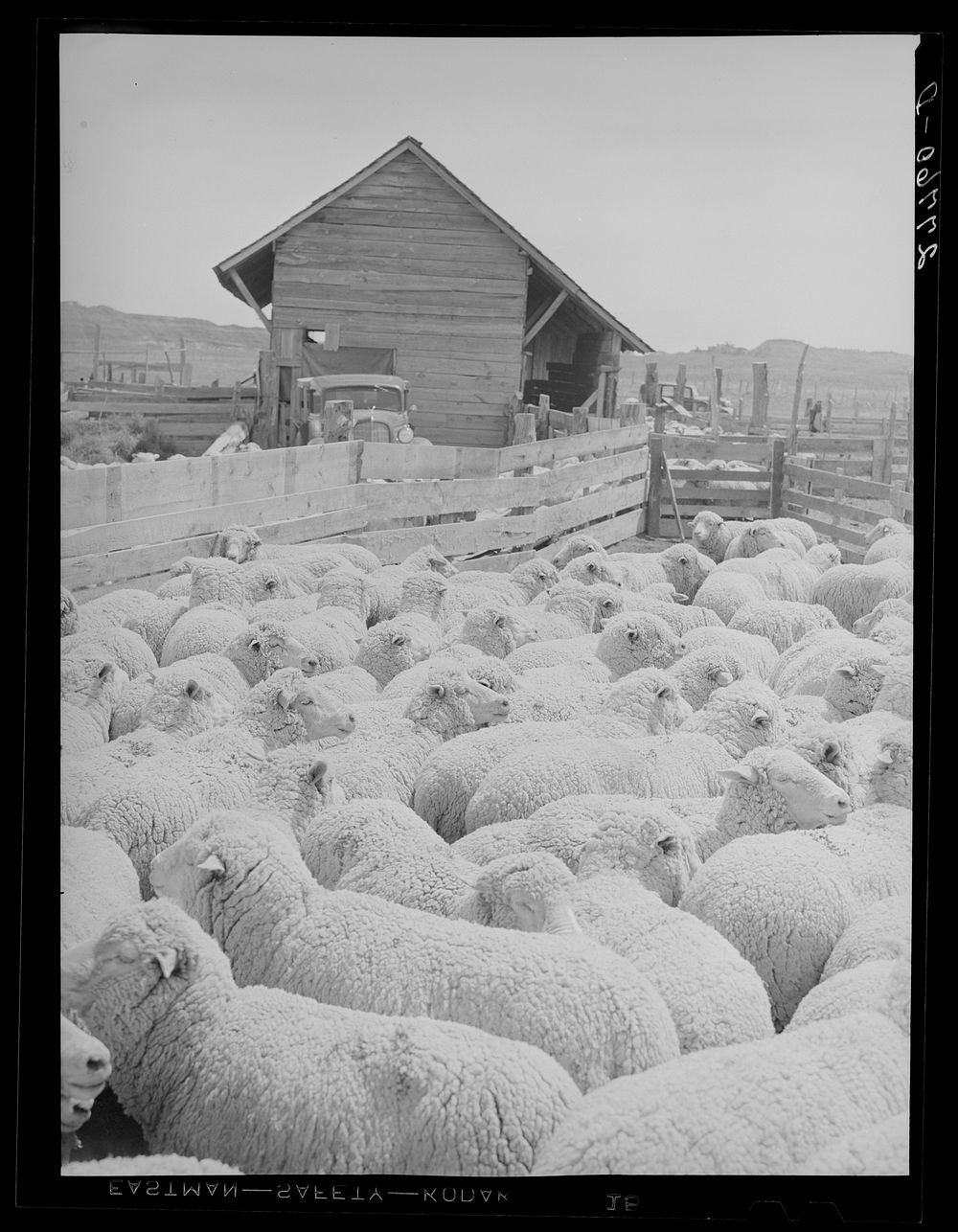[Untitled photo, possibly related to: Sheep ready for shearing. Rosebud County, Montana]. Sourced from the Library of…