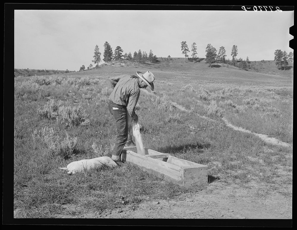 Filling salt box. Quarter Circle 'U' Ranch, Montana. Sourced from the Library of Congress.