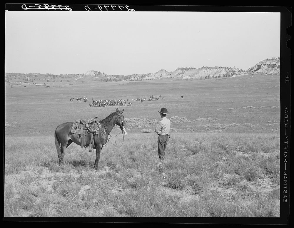 Quarter Circle 'U' Ranch roundup. Big Horn County, Montana. Sourced from the Library of Congress.