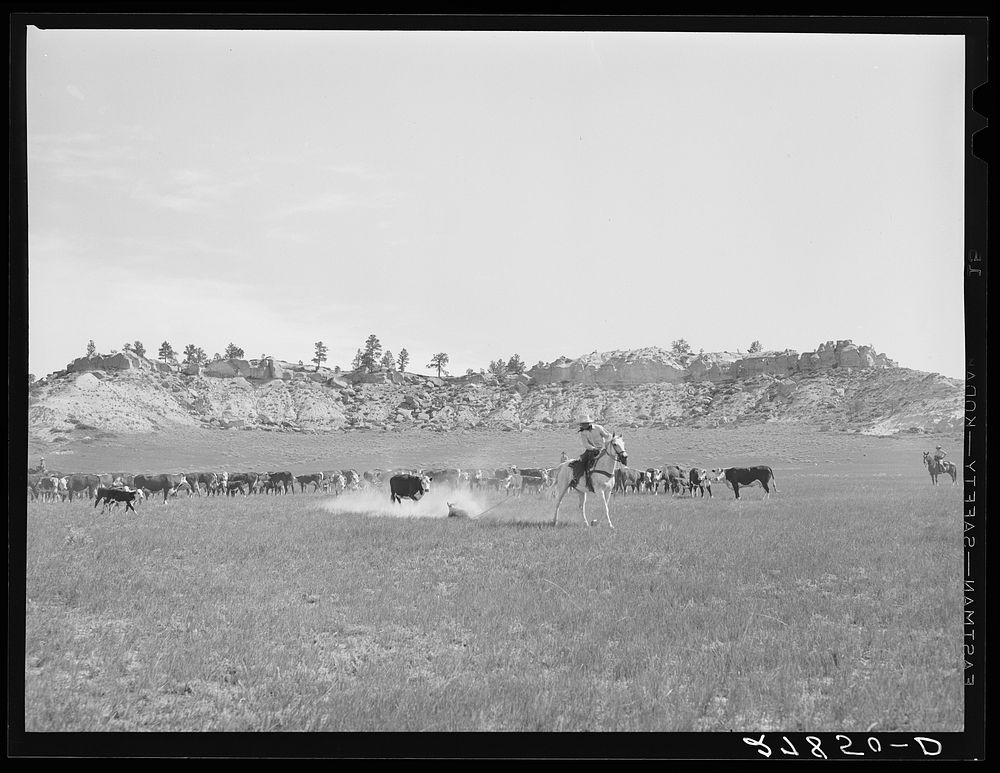 Roping a calf. Quarter Circle 'U' Ranch, Big Horn County, Montana. Sourced from the Library of Congress.