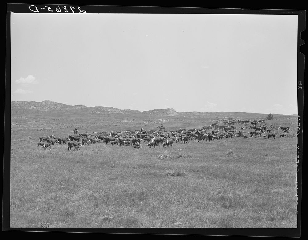 [Untitled photo, possibly related to: Roundup. William Tonn ranch, Custer County, Montana]. Sourced from the Library of…