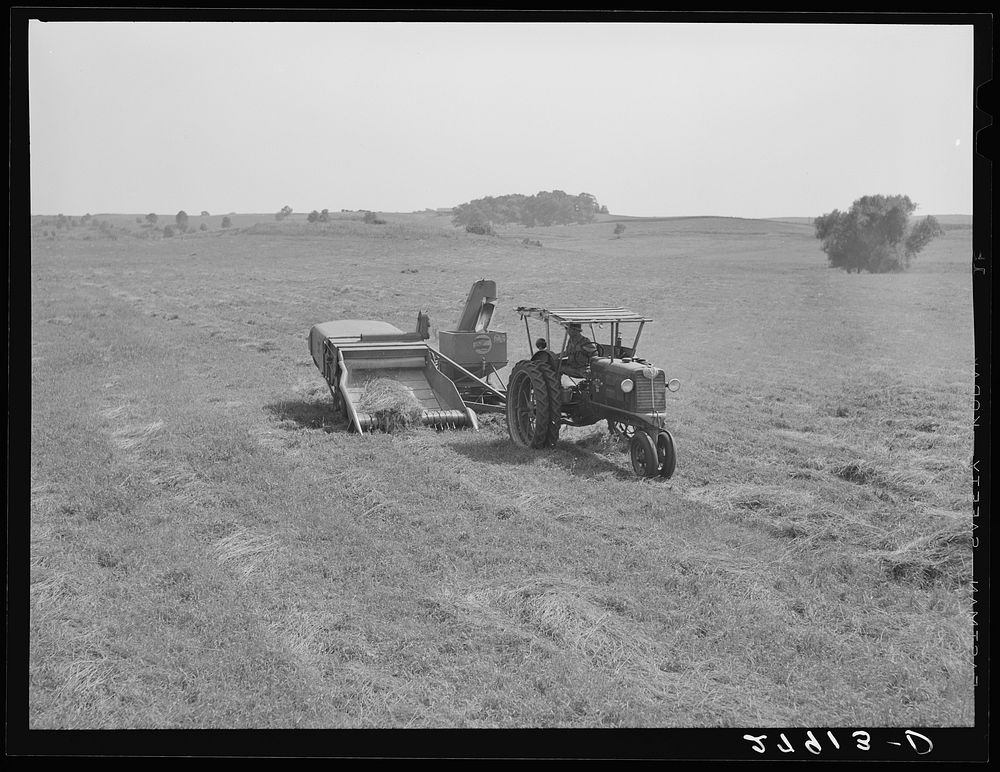 Harvesting timothy grass seed. Jasper County, Iowa. Sourced from the Library of Congress.