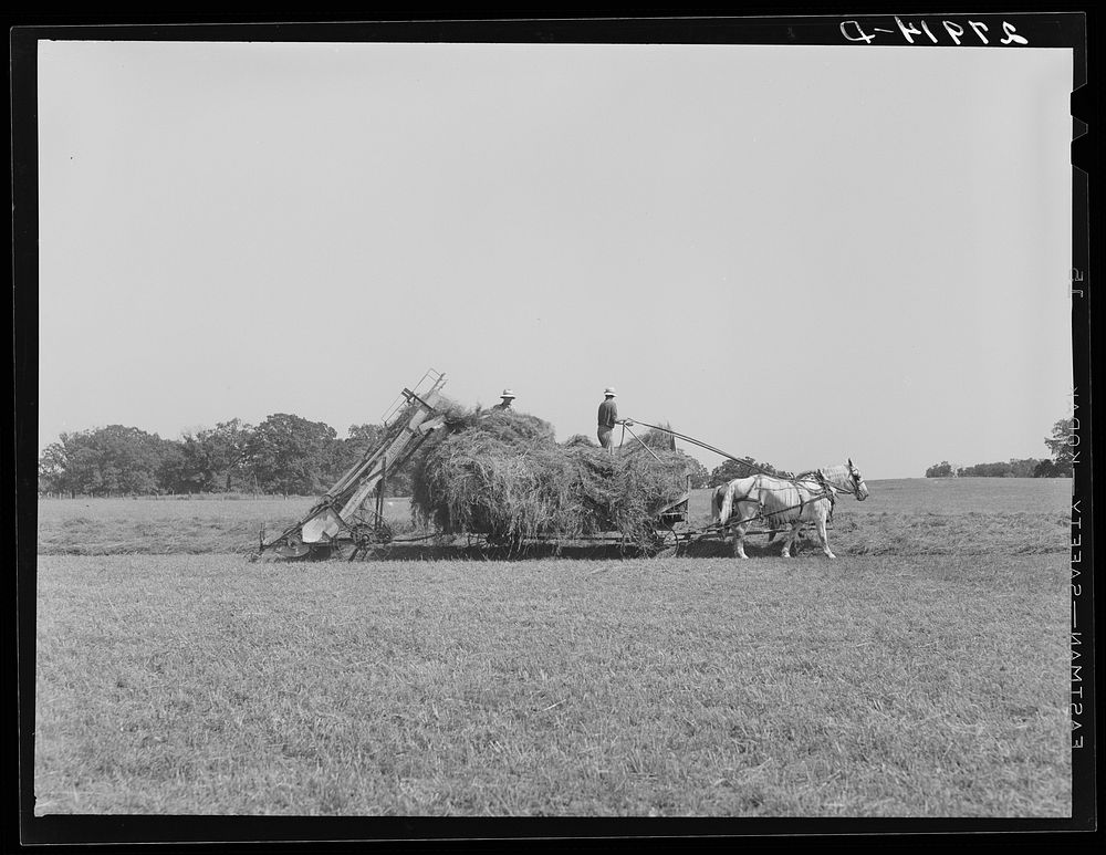 [Untitled photo, possibly related to: Loading hay with automatic loader. Maxwell farm, Jasper County, Iowa]. Sourced from…