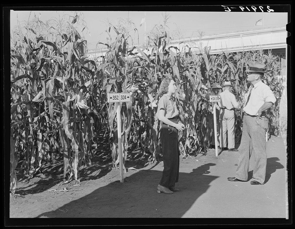 Demonstration plot of hybrid corn planted at Iowa State Fair. Des Moines, Iowa. Sourced from the Library of Congress.