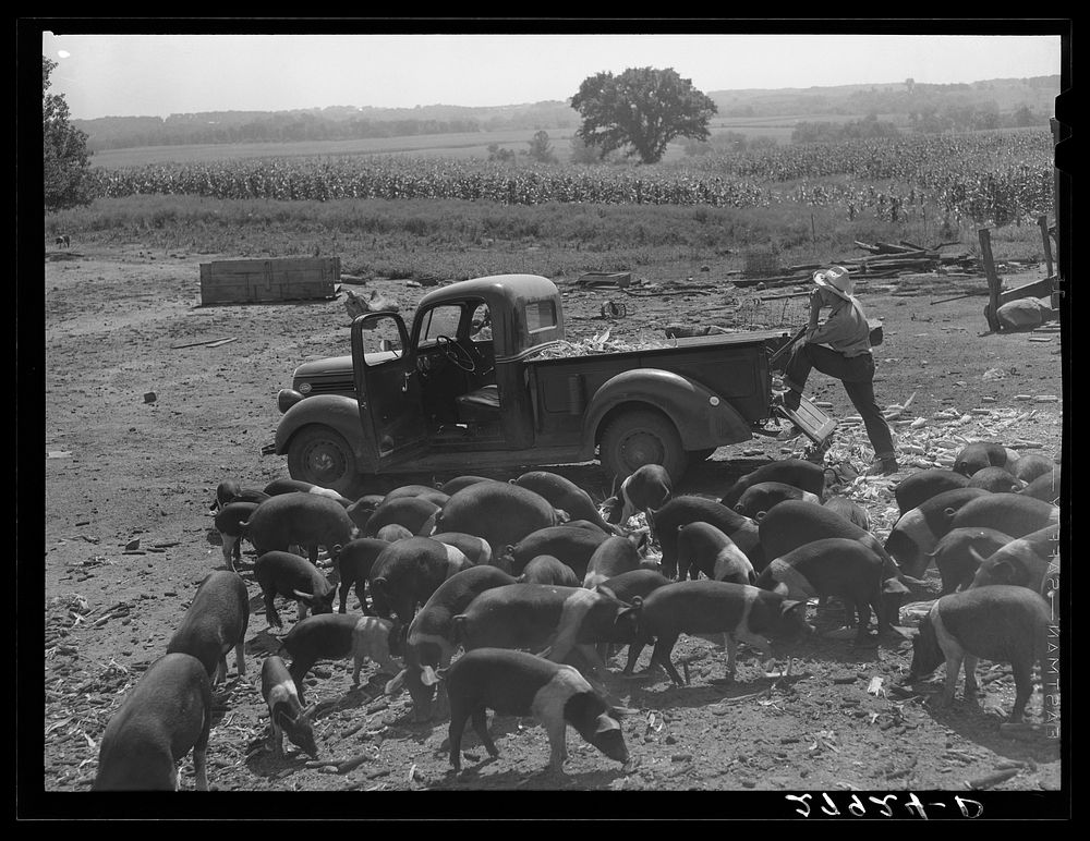 Bud Kimberley calling the hogs. Jasper County, Iowa. Sourced from the Library of Congress.