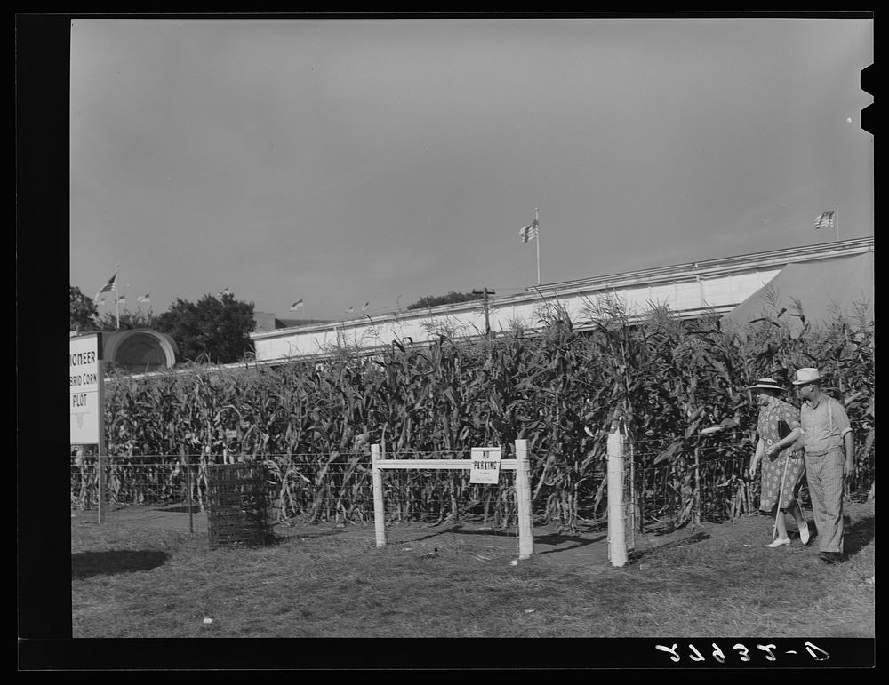 [Untitled photo, possibly related to: Demonstration plot of hybrid corn planted at Iowa State Fair. Des Moines, Iowa].…