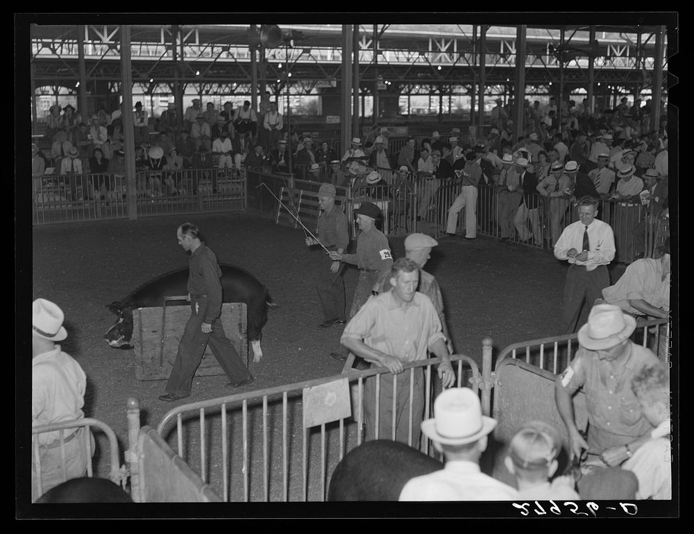 Showing the prizewinning hogs at the central Iowa Fair. Marshalltown, Iowa. Sourced from the Library of Congress.