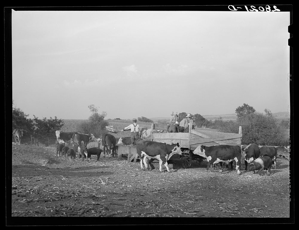 [Untitled photo, possibly related to: Feeding Hereford cattle. Gannon farm, Jasper County, Iowa]. Sourced from the Library…