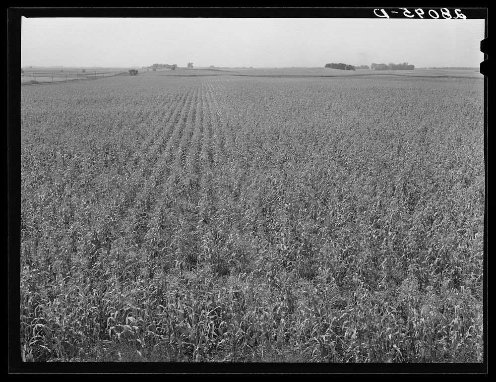 Cornfield. Hardin County, Iowa. Sourced from the Library of Congress.