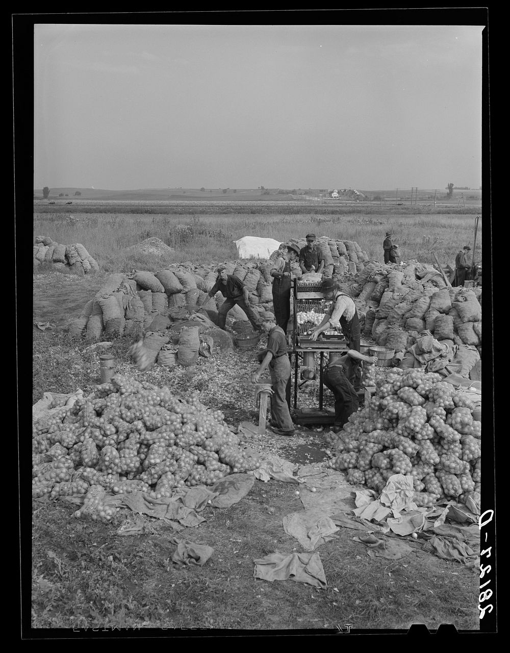 [Untitled photo, possibly related to: Grading and packing onions. Rice County, Minnesota]. Sourced from the Library of…