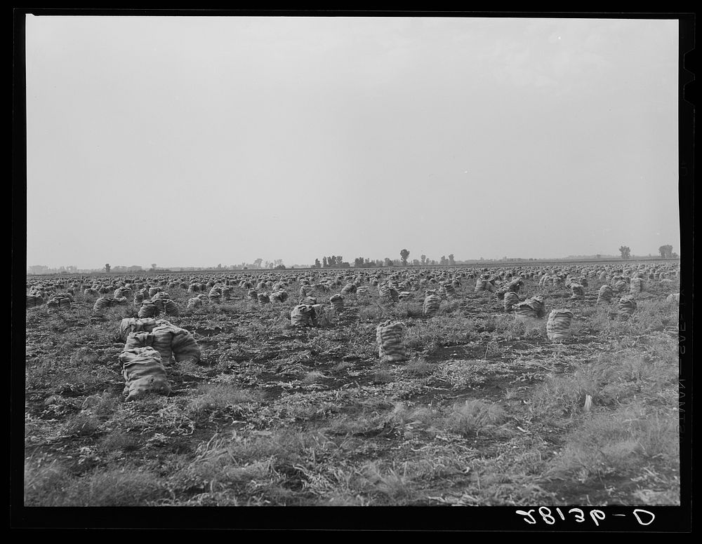 [Untitled photo, possibly related to: Part of a seven-hundred acre onion field. Rice County, Minnesota]. Sourced from the…