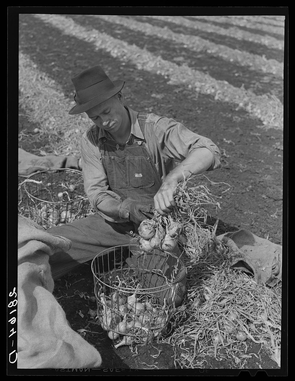 Onion picker. Rice County, Minnesota. Sourced from the Library of Congress.