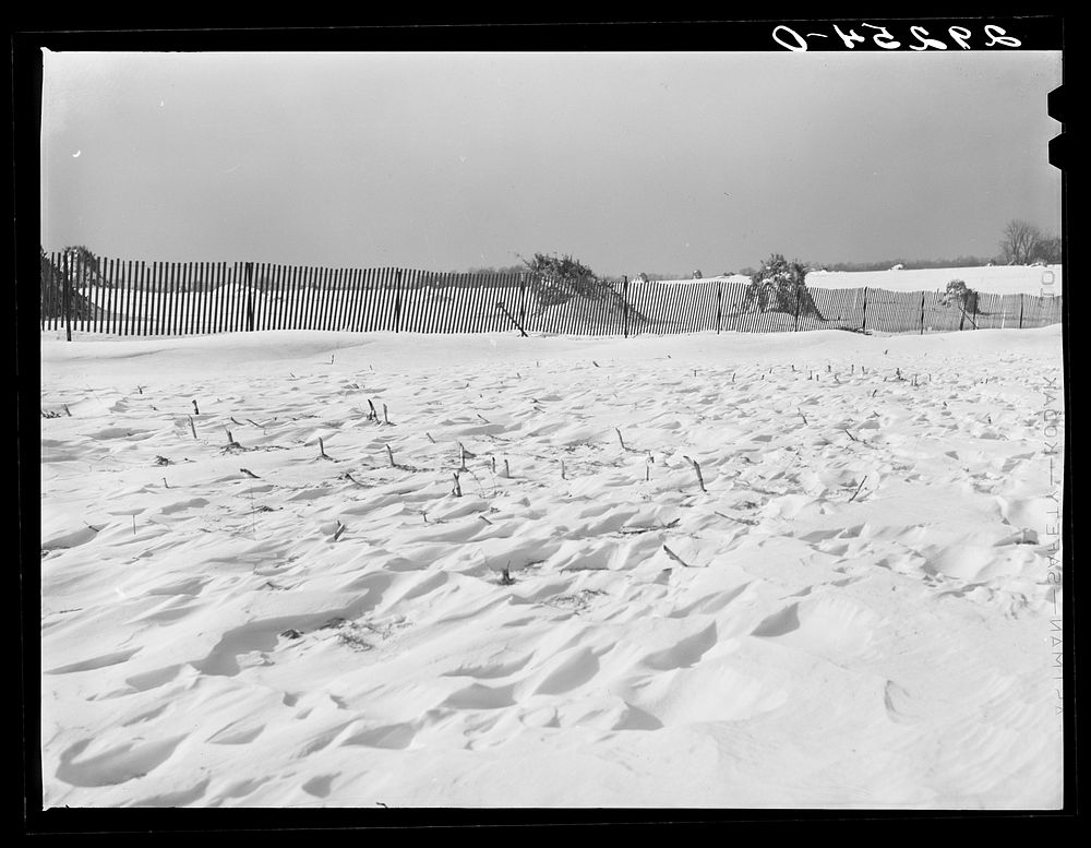 [Untitled photo, possibly related to: Shocks of corn and snow fence. Montgomery County, Maryland]. Sourced from the Library…