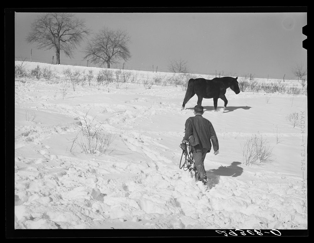 Horse on Ira Ison's farm. Ross County, Ohio. Sourced from the Library of Congress.