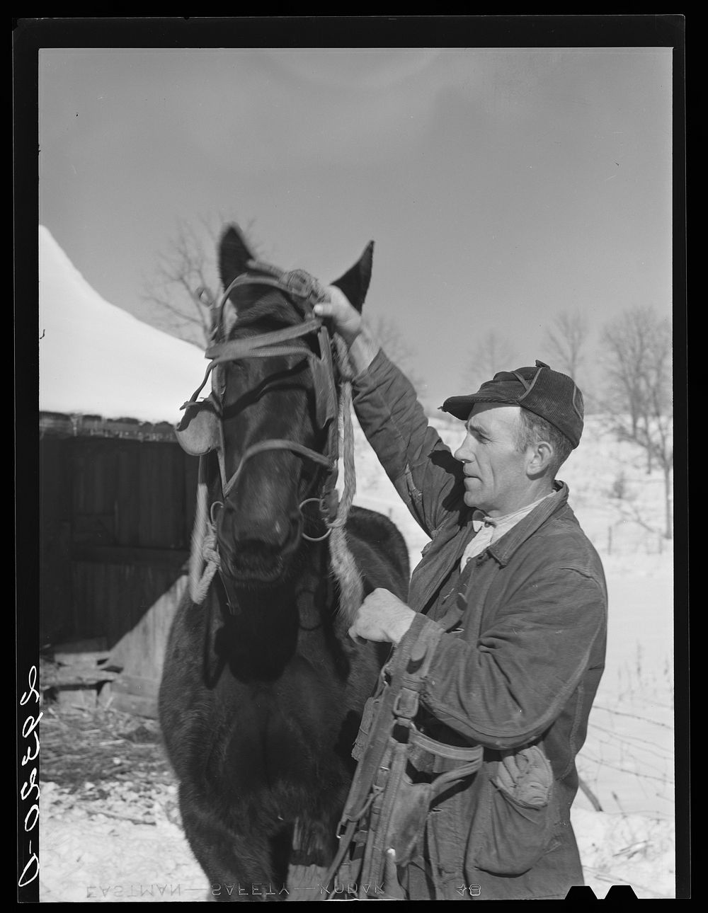 [Untitled photo, possibly related to: Ira Ison, rehabilitation client, bought two horses with his loan from the FSA (Farm…