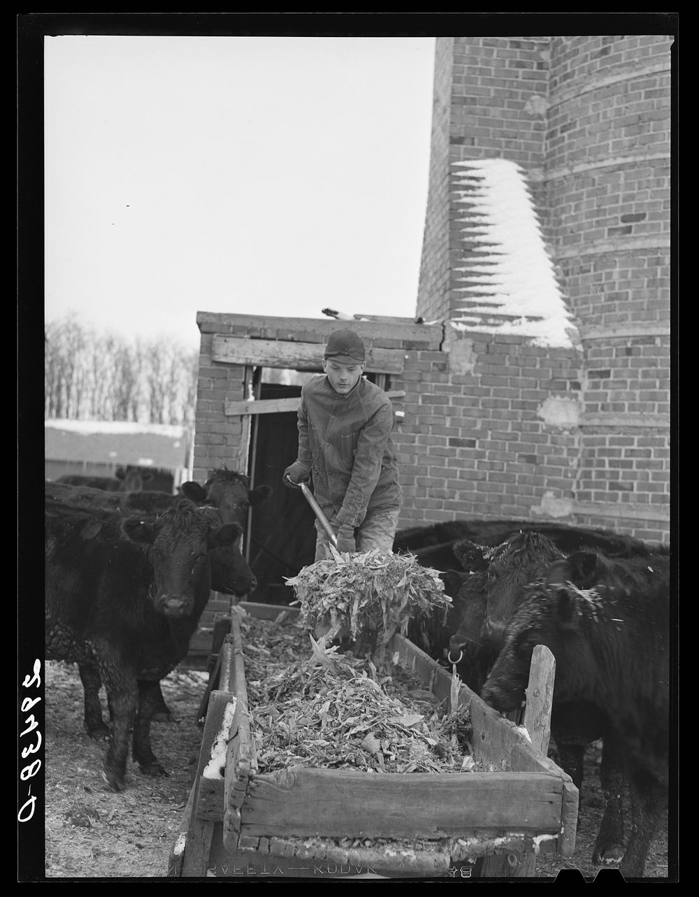 Feeding cattle. Grundy County, Iowa. Sourced from the Library of Congress.