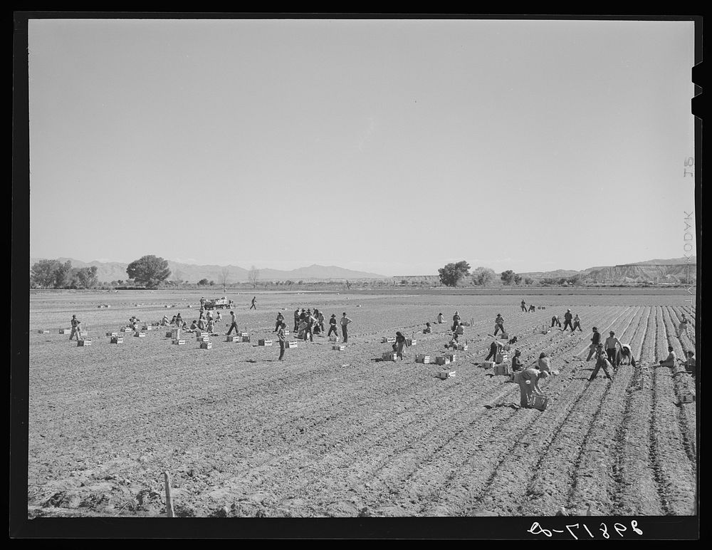 Indians picking radishes on farm near Moapa Reservation, Nevada. Sourced from the Library of Congress.