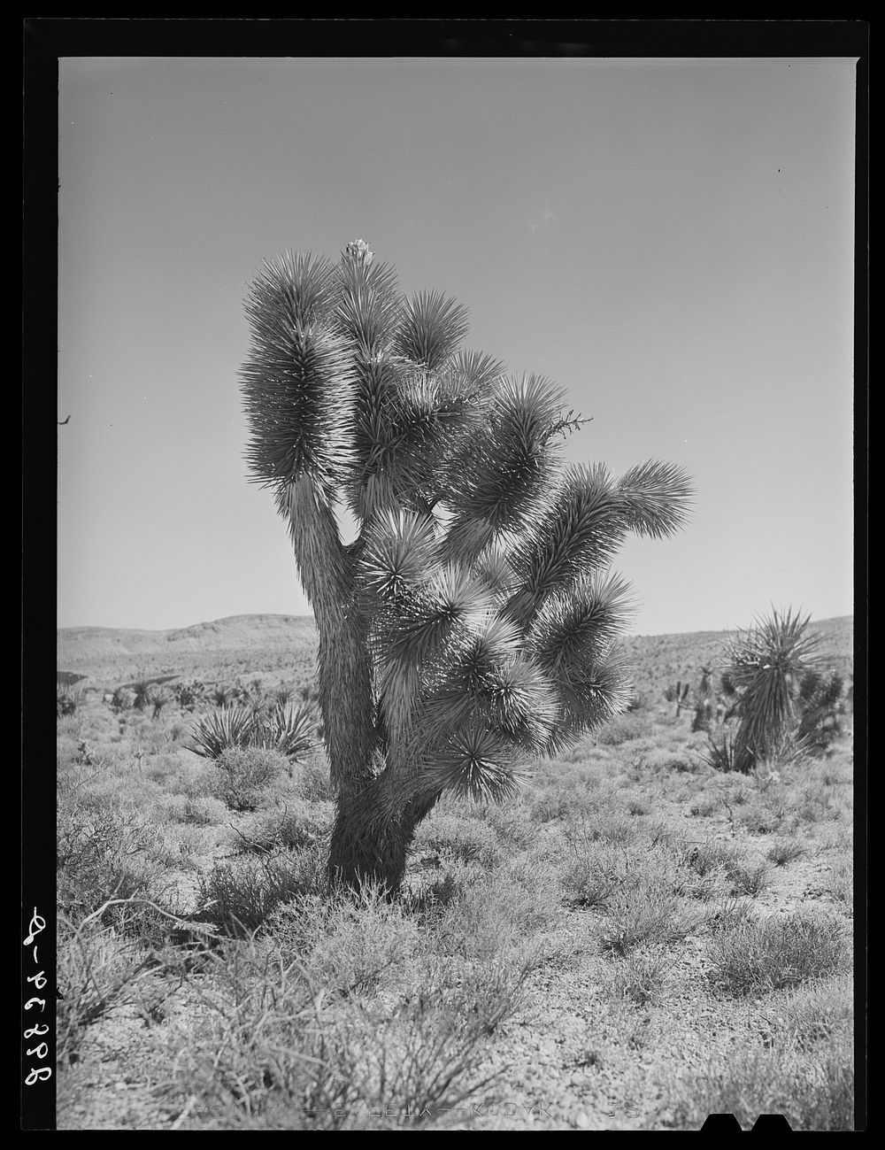 Joshua tree. Clark County, Nevada. Sourced from the Library of Congress.