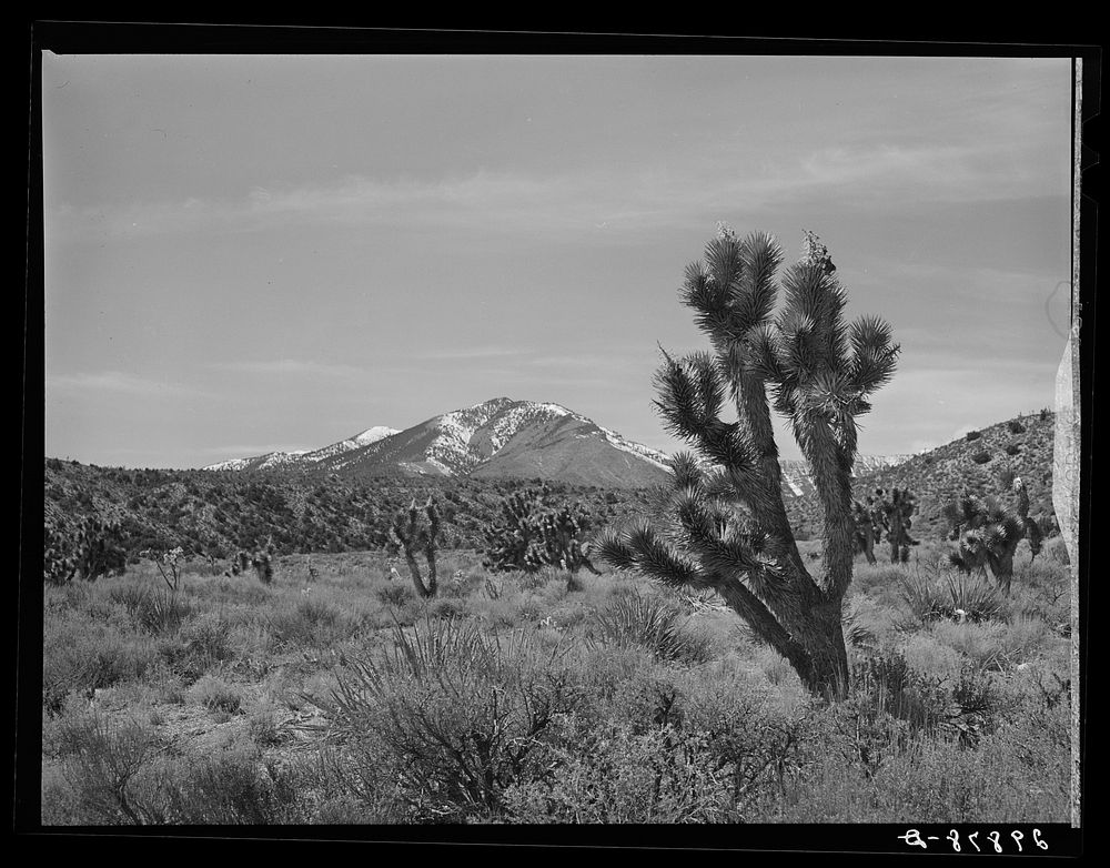 Joshua trees. Clark County, Nevada. Sourced from the Library of Congress.
