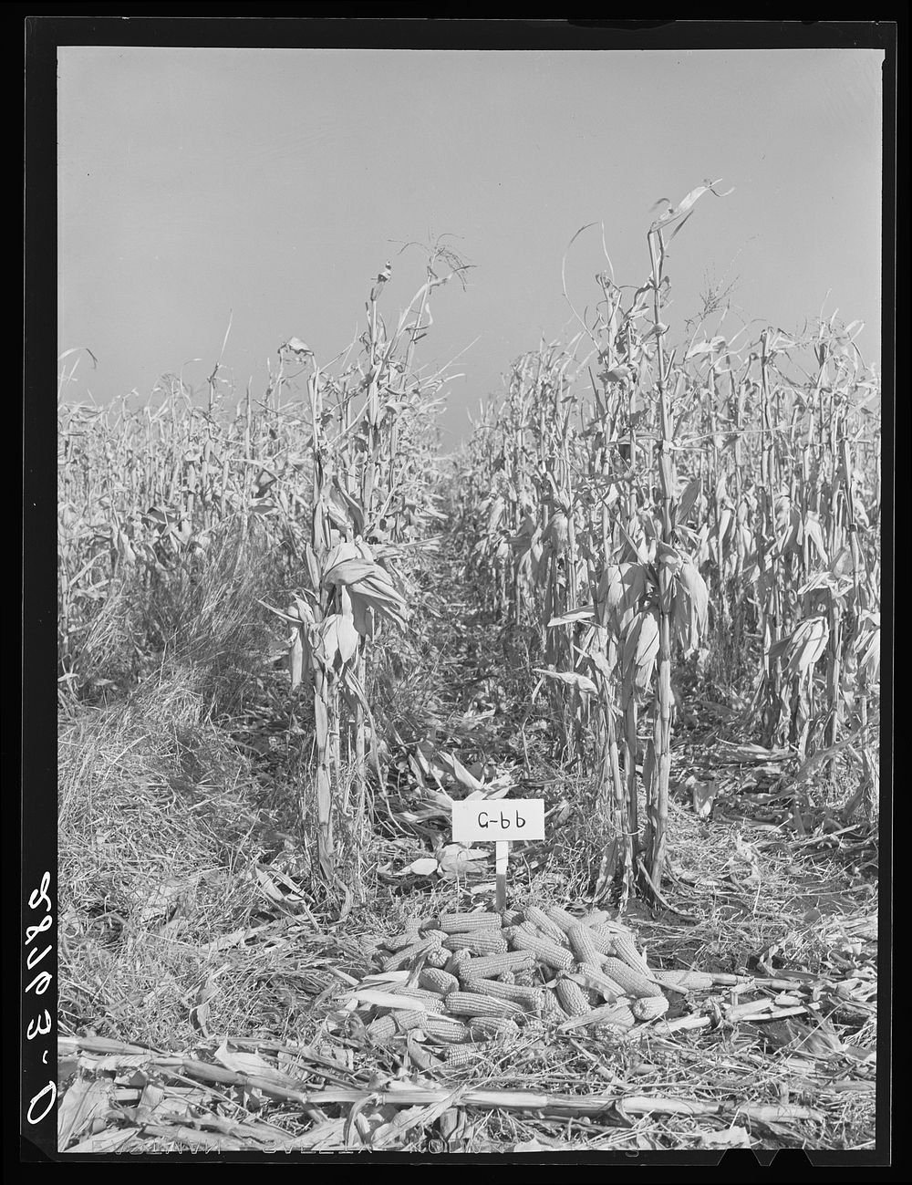 Test plot of hybrid corn. Grundy County, Iowa. Sourced from the Library of Congress.