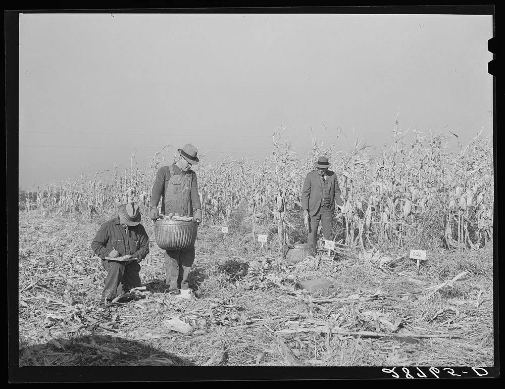 Husking corn to test for yield. Grundy County, Iowa. Sourced from the Library of Congress.