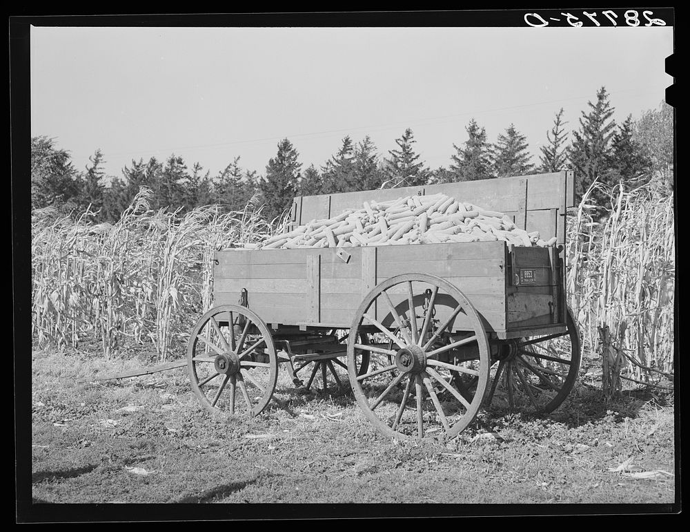 Wagonload of hybrid corn. H.C. Clarke farm. Grundy County, Iowa. Sourced from the Library of Congress.