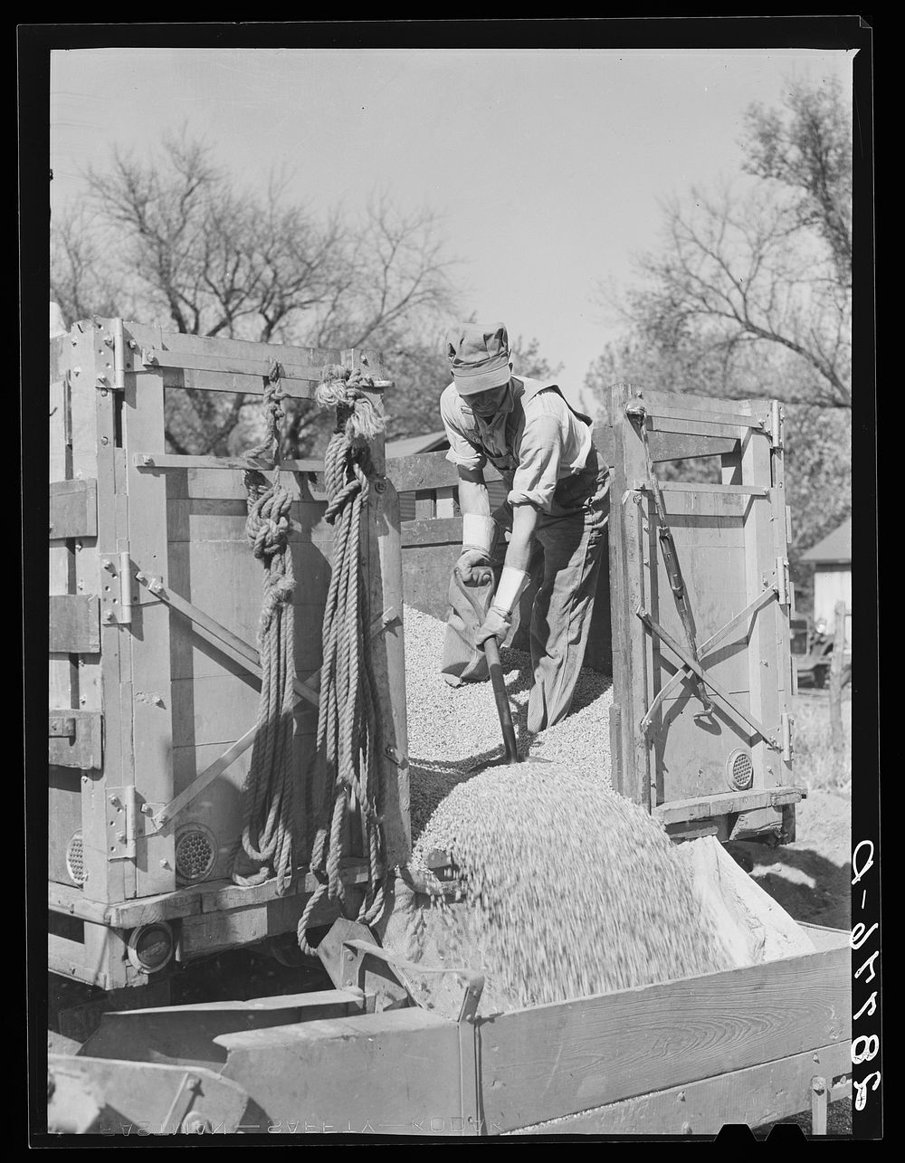 Unloading shelled corn for ever-normal granary storage. Grundy County, Iowa. Sourced from the Library of Congress.