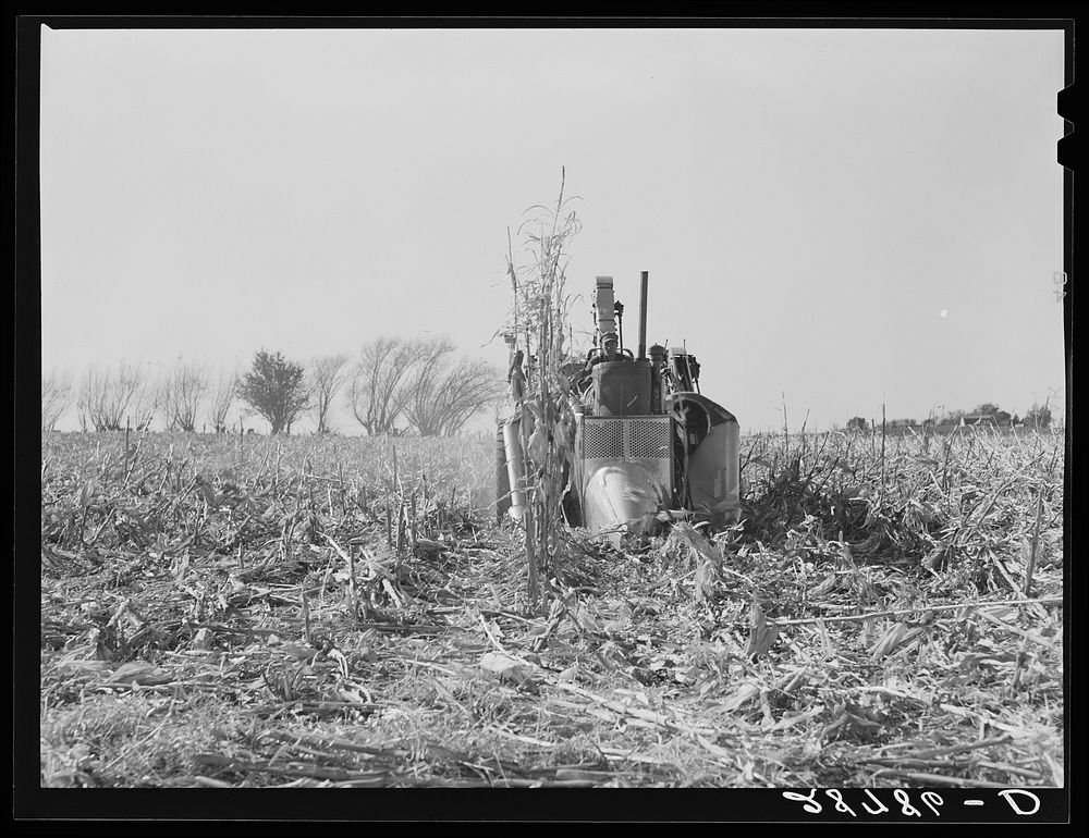 Husking the last row in the field with mechanical corn picker. Grundy County, Iowa. Sourced from the Library of Congress.